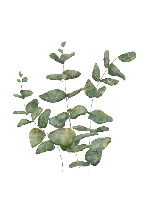 Picture of EUCALYPTUS LEAVES II