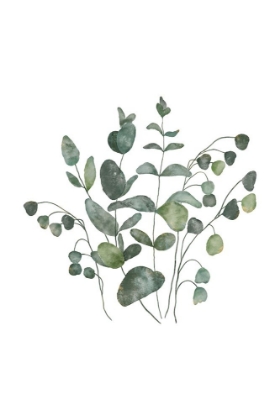 Picture of EUCALYPTUS LEAVES III