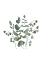 Picture of EUCALYPTUS LEAVES III