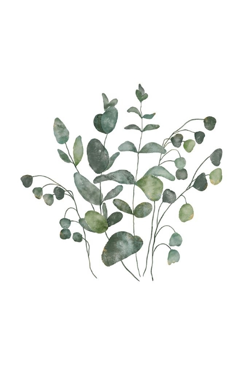 Picture of EUCALYPTUS LEAVES III