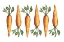 Picture of CARROTS