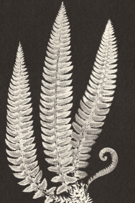 Picture of VINTAGE FERNS