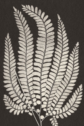 Picture of VINTAGE FERNS II