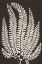 Picture of VINTAGE FERNS II