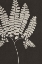 Picture of VINTAGE FERNS IV