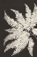 Picture of VINTAGE FERNS V