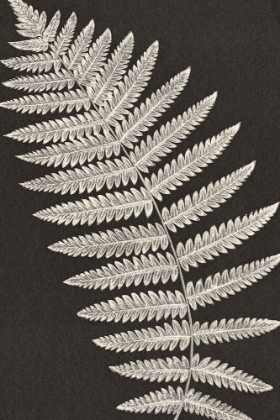 Picture of VINTAGE FERNS VI