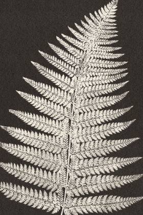 Picture of VINTAGE FERNS VII