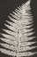 Picture of VINTAGE FERNS VII