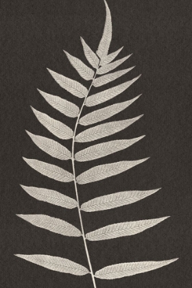 Picture of VINTAGE FERNS VIII