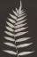 Picture of VINTAGE FERNS VIII