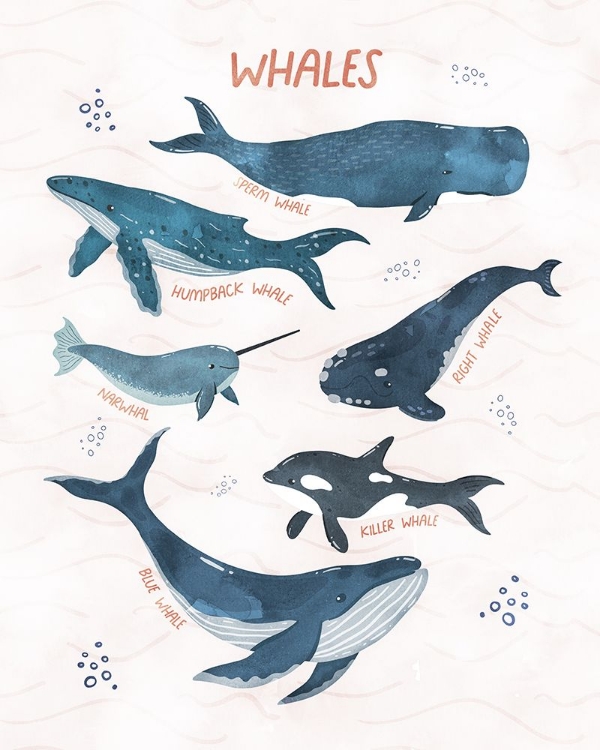 Picture of WHALES OF THE WORLD