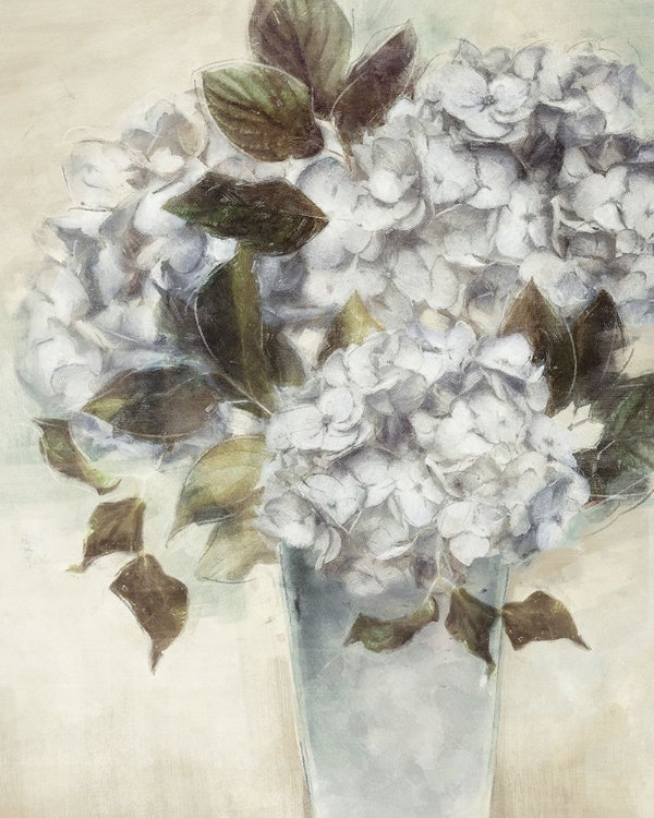 Picture of HYDRANGEA