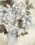 Picture of HYDRANGEA II