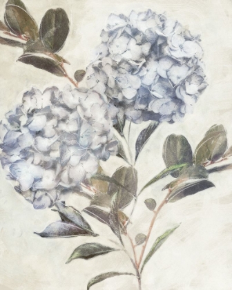 Picture of TWILIGHT HYDRANGEA