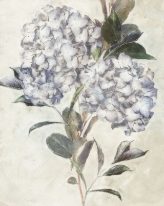 Picture of HYDRANGEA IV