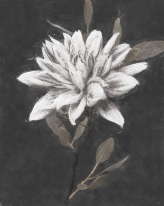 Picture of FABLE LOTUS 3