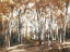Picture of RUSTED HEARTH BIRCH TREES