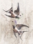 Picture of PLAYFUL SWALLOWS