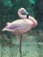 Picture of PEACH FLAMINGO