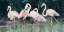 Picture of PEACH FLAMINGO III