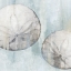 Picture of SAND DOLLARS