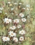Picture of DAISY FIELD II