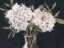Picture of SIMPLE HYDRANGEAS