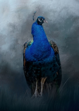 Picture of PEACOCK PRINCE