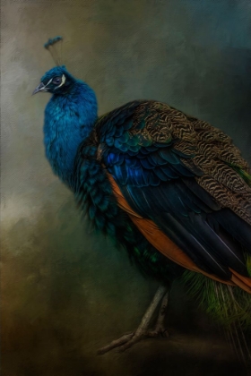 Picture of PROUD PEACOCK