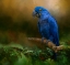 Picture of PARADISE PERCH