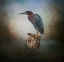 Picture of THE PERFECT PERCH