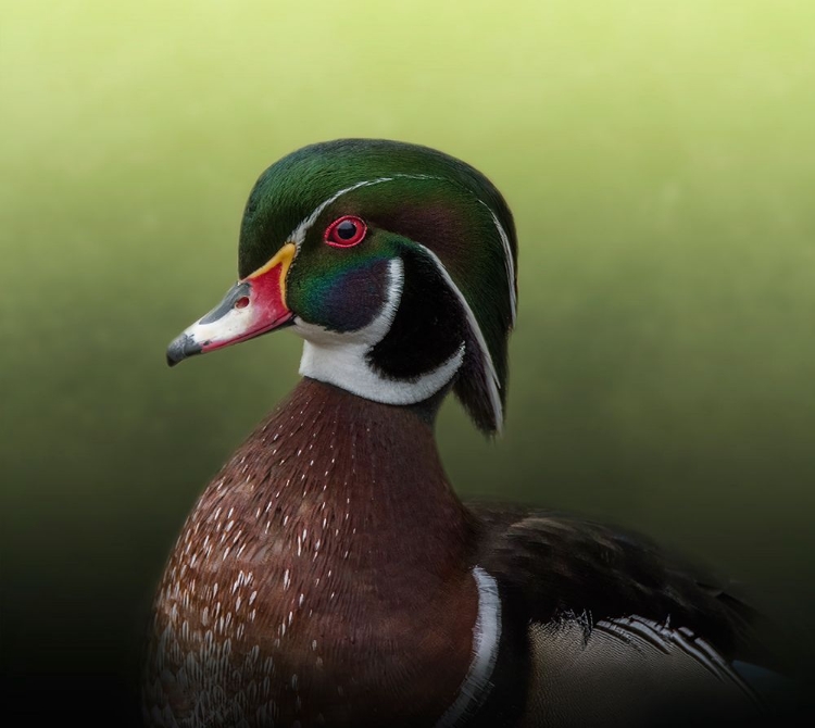 Picture of A DUCK OF MANY COLORS