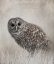 Picture of ENCOUNTERING WINTER