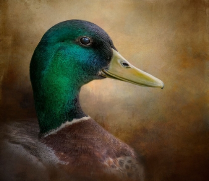 Picture of MAGNIFICENT MALLARD