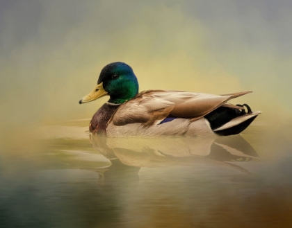 Picture of MR. MALLARD