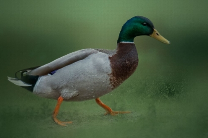 Picture of IF IT WALKS LIKE A DUCK