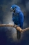 Picture of BLUE GEM