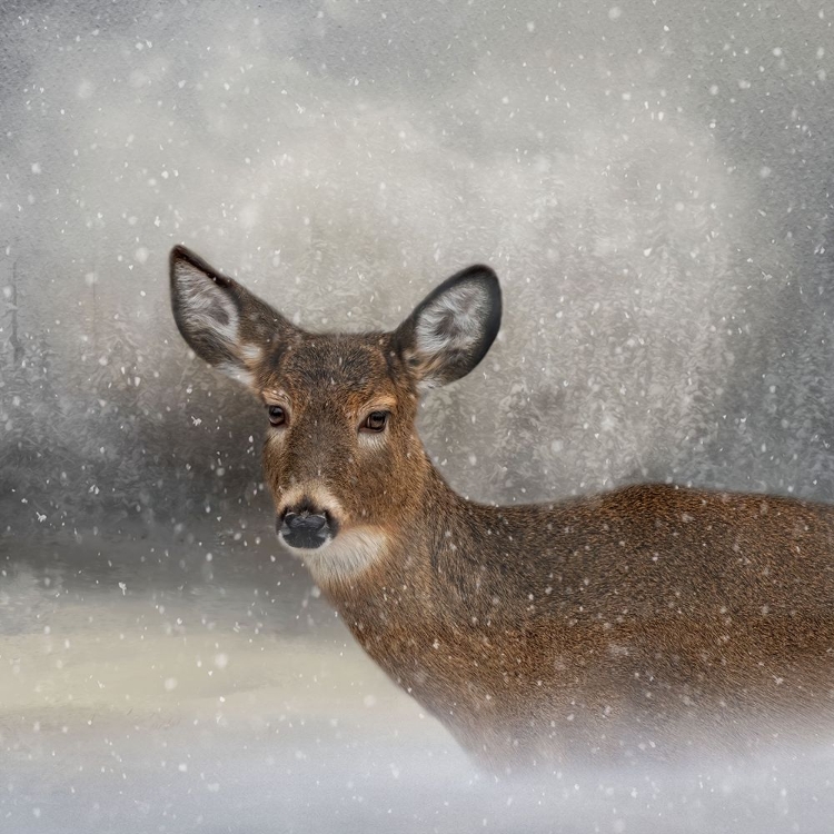 Picture of SNOW BOUND