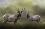 Picture of THE ELKS