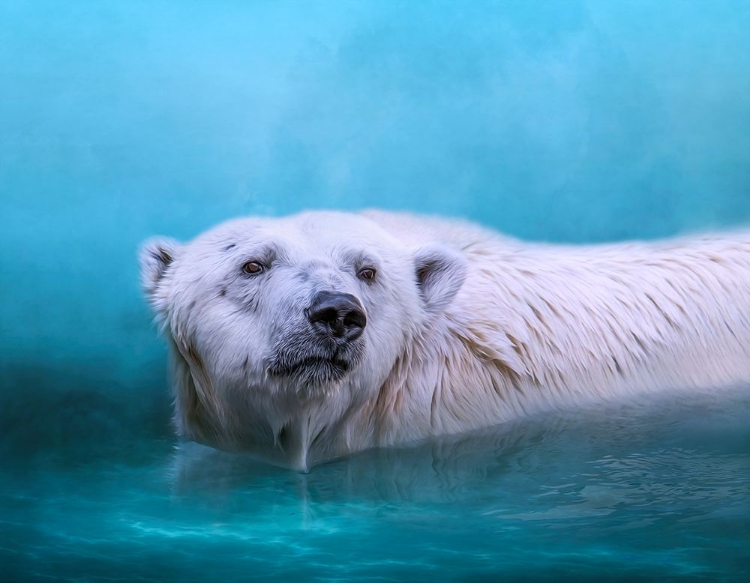 Picture of ARCTIC SWIMMER