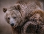 Picture of GLORIOUS GRIZZLY