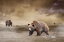 Picture of LAND OF THE GRIZZLY