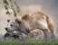 Picture of ZEN MOMENT