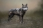 Picture of ENDURING SPIRIT