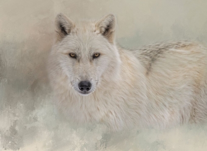 Picture of SNOW WOLF