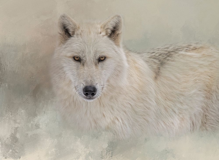 Picture of SNOW WOLF