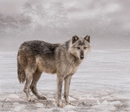 Picture of THE WOLF OF WINTER