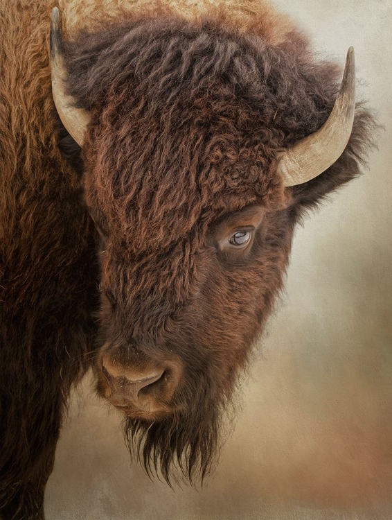 Picture of EYE OF THE BISON