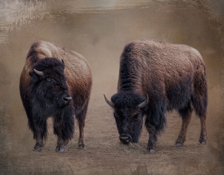 Picture of BISON BUDDIES